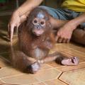 Orangutan Joss