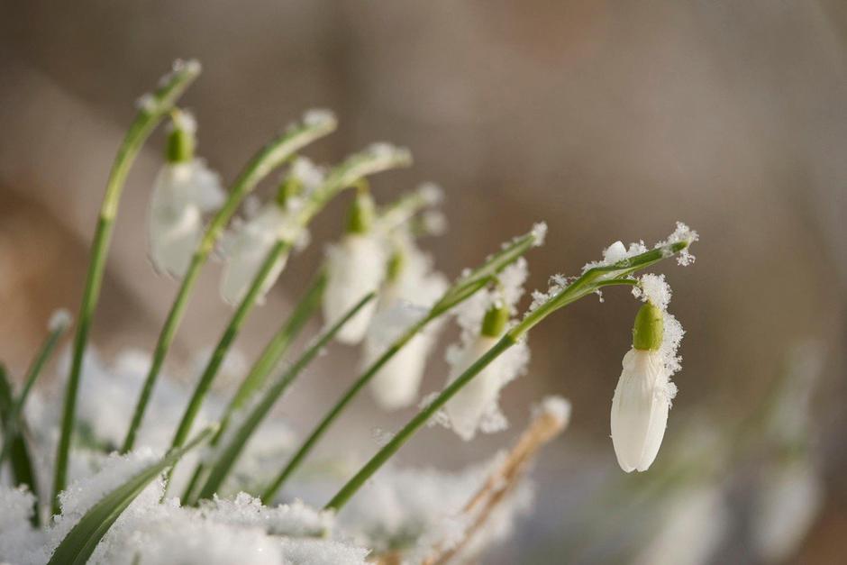 Zvončki v snegu | Avtor: Arso