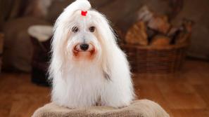 Coton de Tulear 