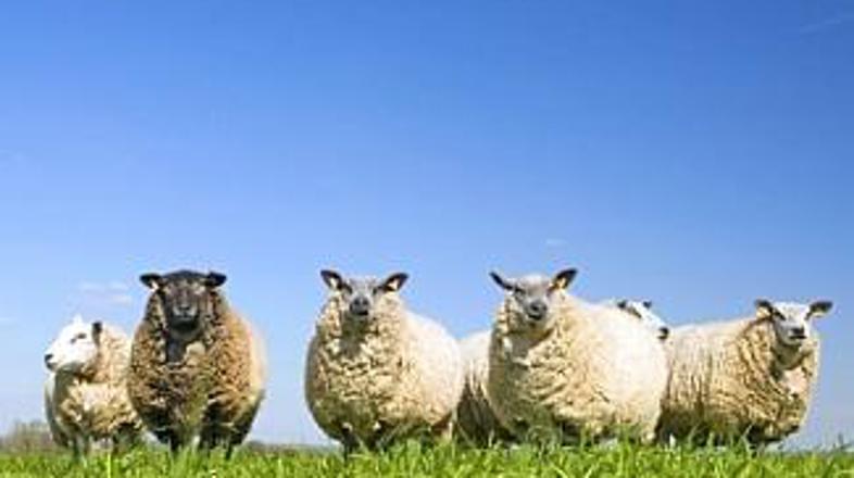 "Uslužbenke" bodo med delovnim časom morale pojesti čim več.