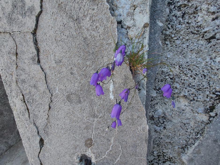 Pohod po rapalski meji, Soriška planina | Avtor: M. Ha.
