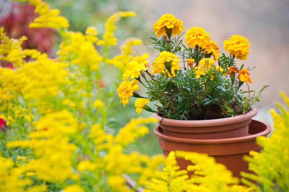 Tagetes | Avtor: Profimedia