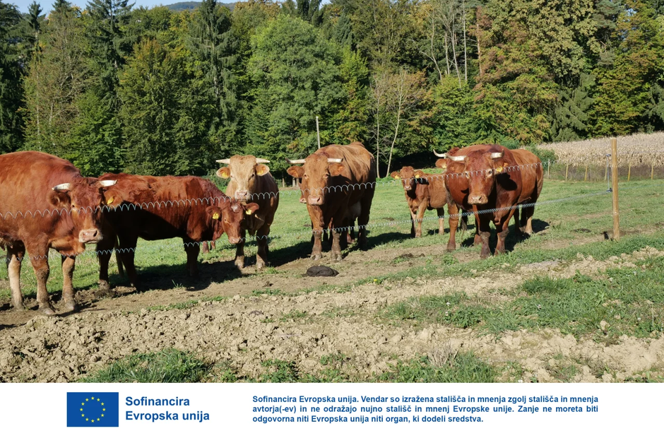 kmetija Vogrinčič Hanžel | Avtor: Dani Kolarič