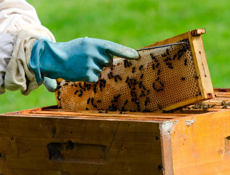 čebelarstvo | Avtor: Profimedia