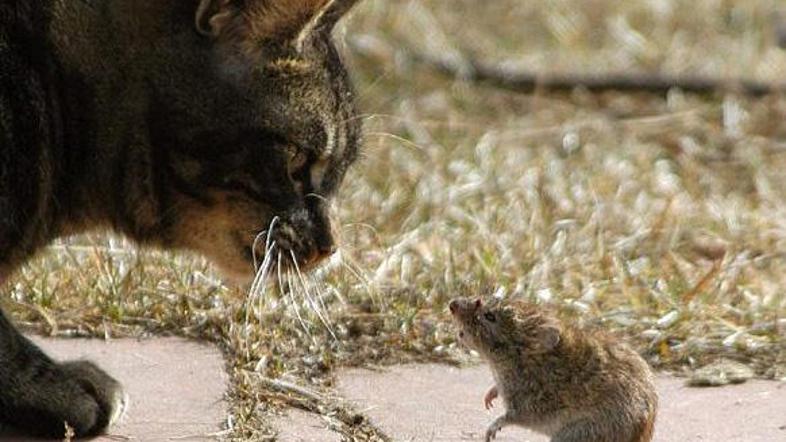 Se bo lov začel ali ne?