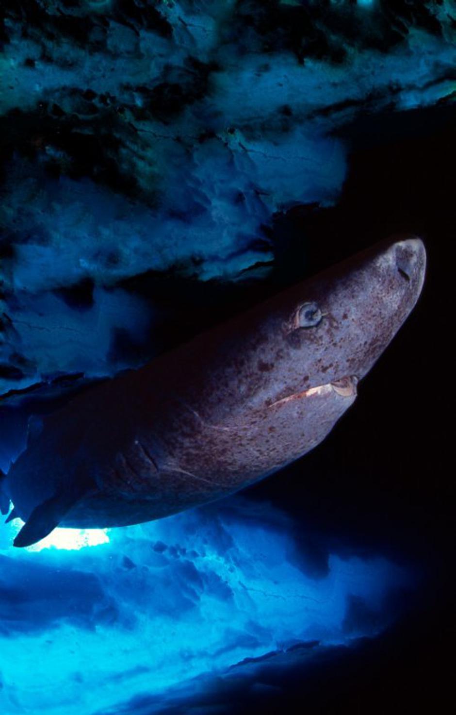 Grenlandski morski pes | Avtor: Profimedias