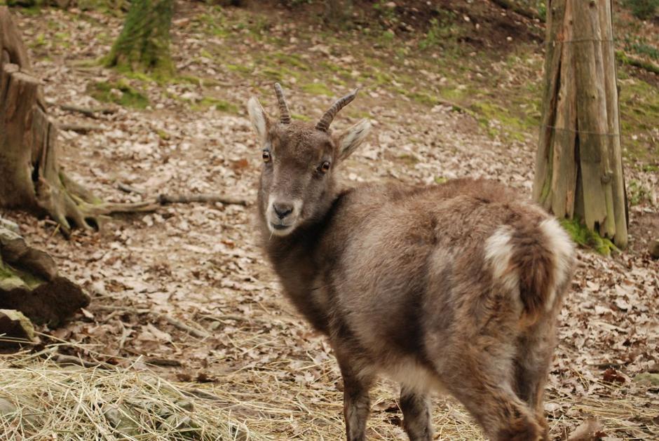 ZOO park Rožman | Avtor: Zoo park Rožman
