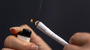 Marihuana kanabis trava