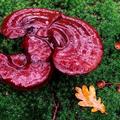 Ganoderma lucidum, goba