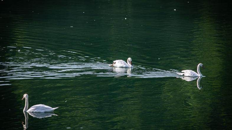 zbiljsko jezero