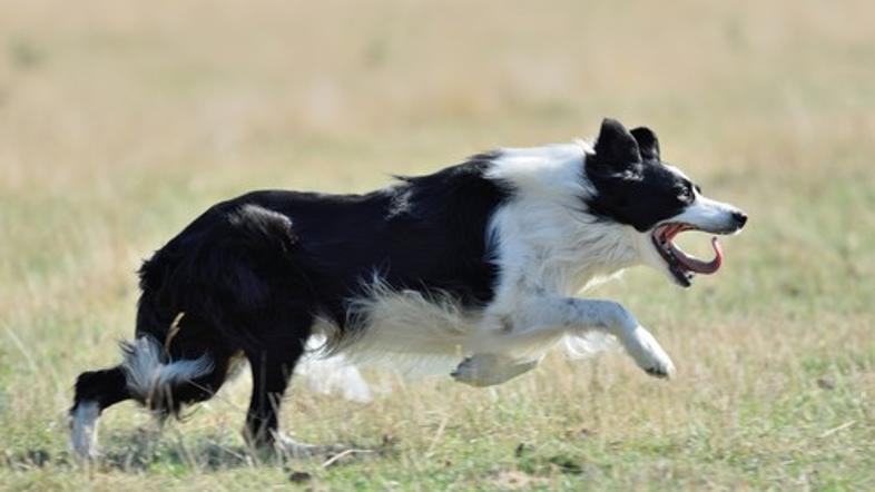 Border collie