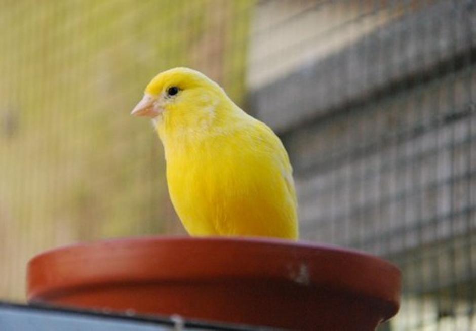 Kanarček | Avtor: Profimedias