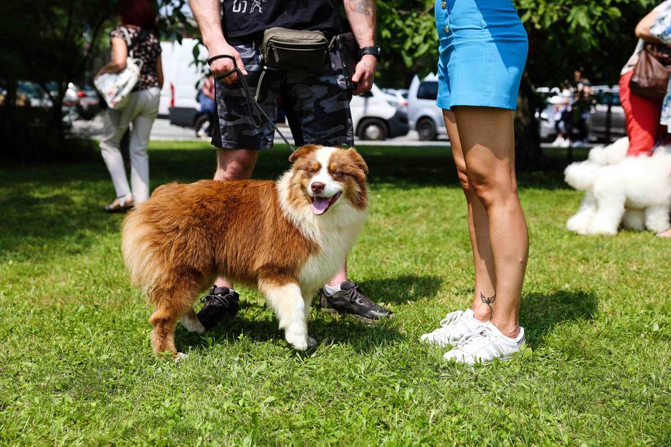 Festival za ljubitelje živali 2023 | Avtor: Saša Despot