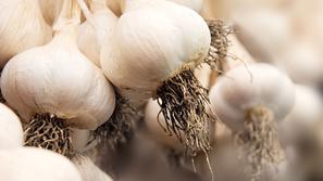 Novice: Na Podreči izginilo 150 kilogramov česna