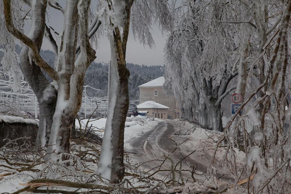 Žled v Postojni