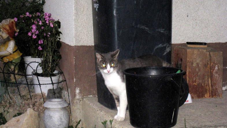 (Foto: Daša Purgaj)