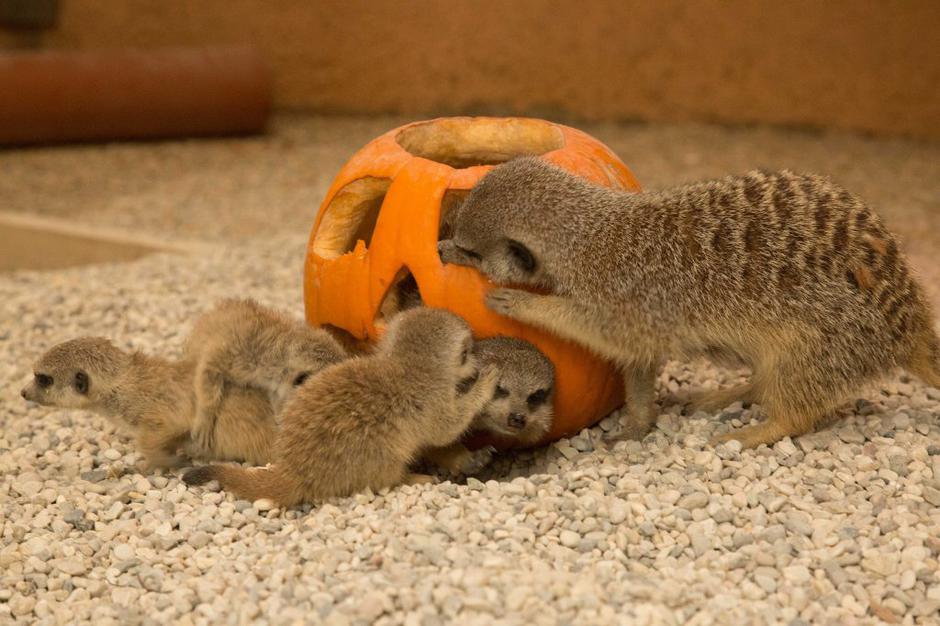 buča surikate | Avtor: Živalski vrt Ljubljana