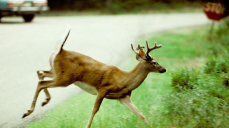 Na naših cestah beležimo več tisoč povoženih divjih živali na leto, v številko n
