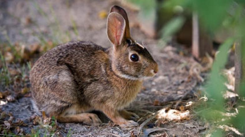 Na Novi Zelandiji je sicer več kot 30 milijonov divjih zajcev. @ iStockPhoto