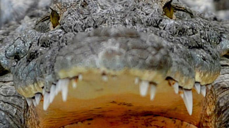 Namesto običajnih prijemov naj bi mafija ustrahovala tudi s krokodili.