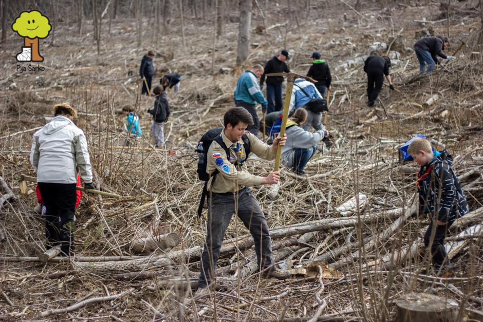 Obnovimo gozdove | Avtor: Pija Šarko