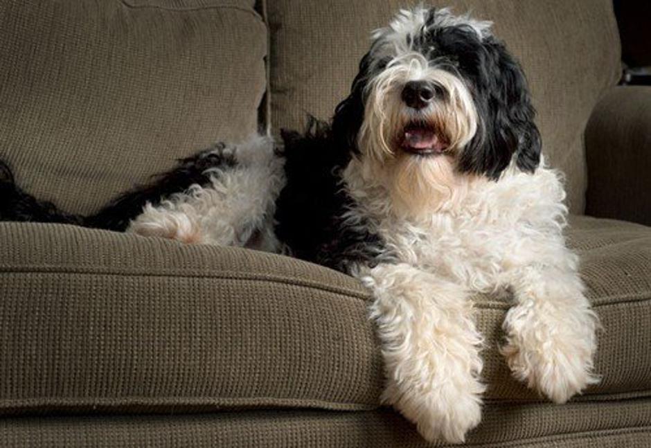 Portugalski vodni pes | Avtor: Profimedia