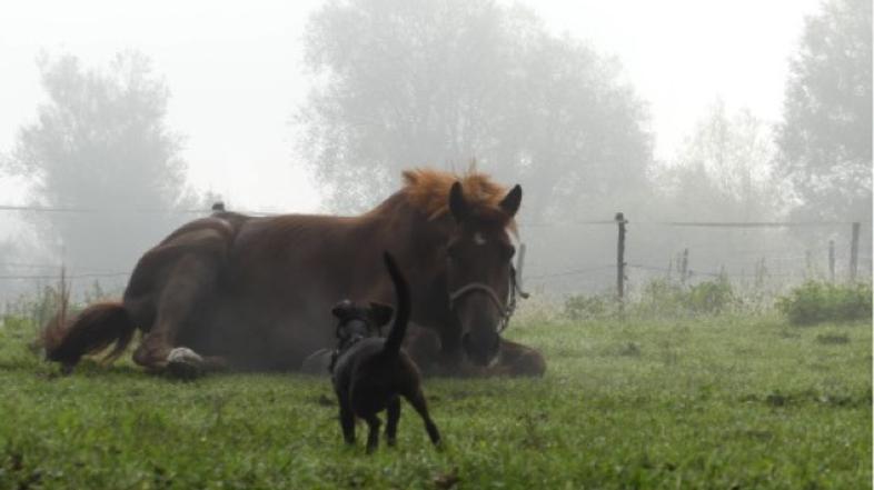Konjeniški klub Gibanje