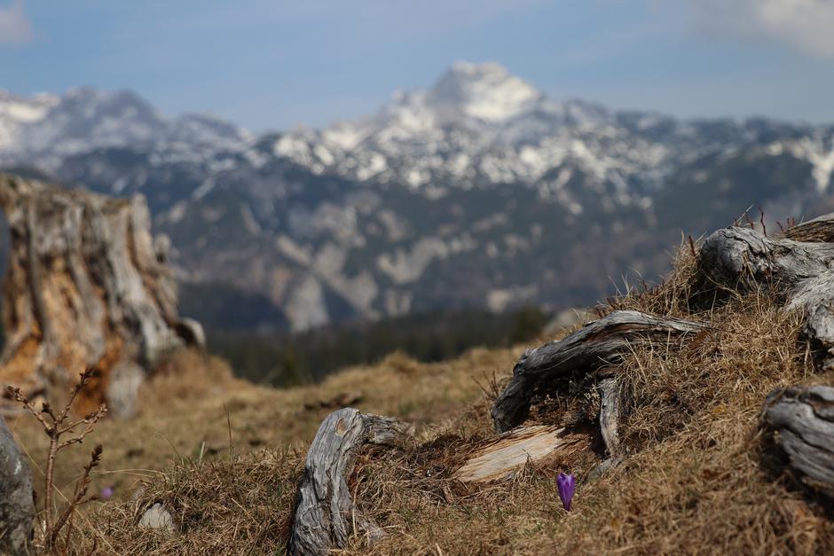 Velika Planina | Avtor: T. S.