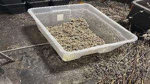 konoplja zaseg PU Moste