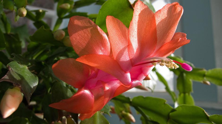 božični kaktus | Avtor: Profimedia