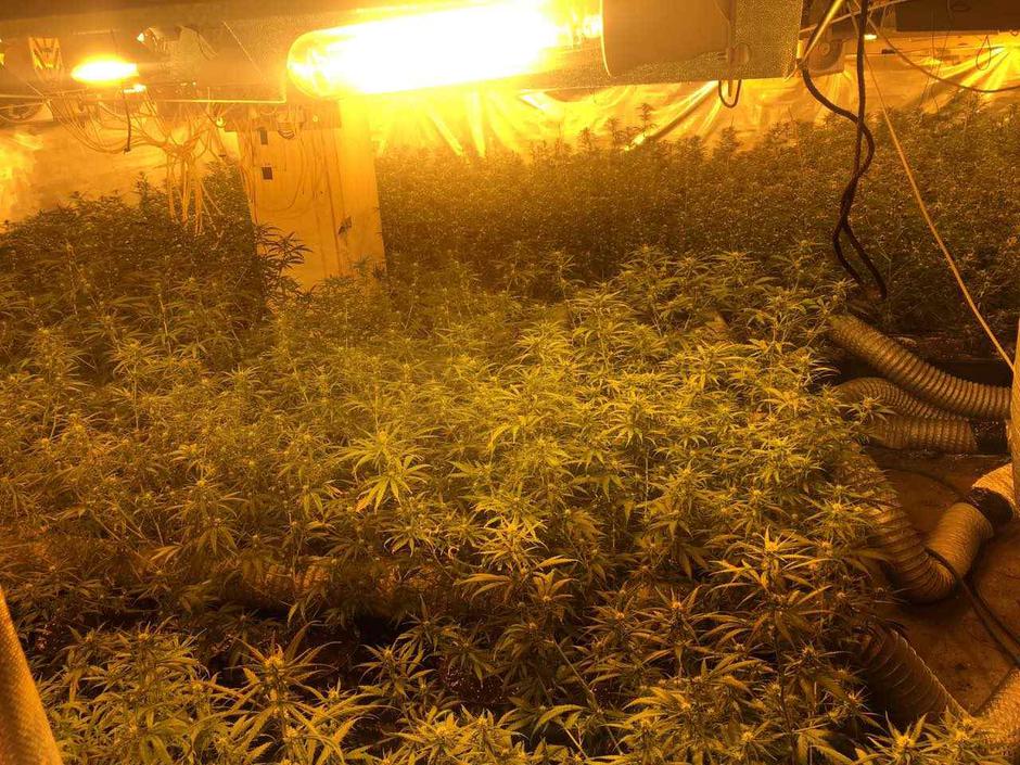 zaseg droge | Avtor: PU Celje