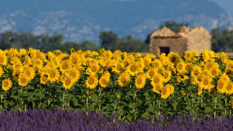 Avgusta je sivka sicer že požeta, a jo lahko kupite na vseh tržnicah.