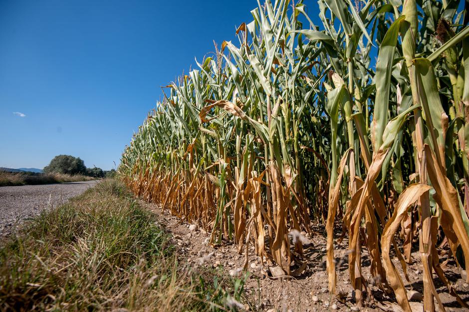 Suša | Avtor: Profimedia