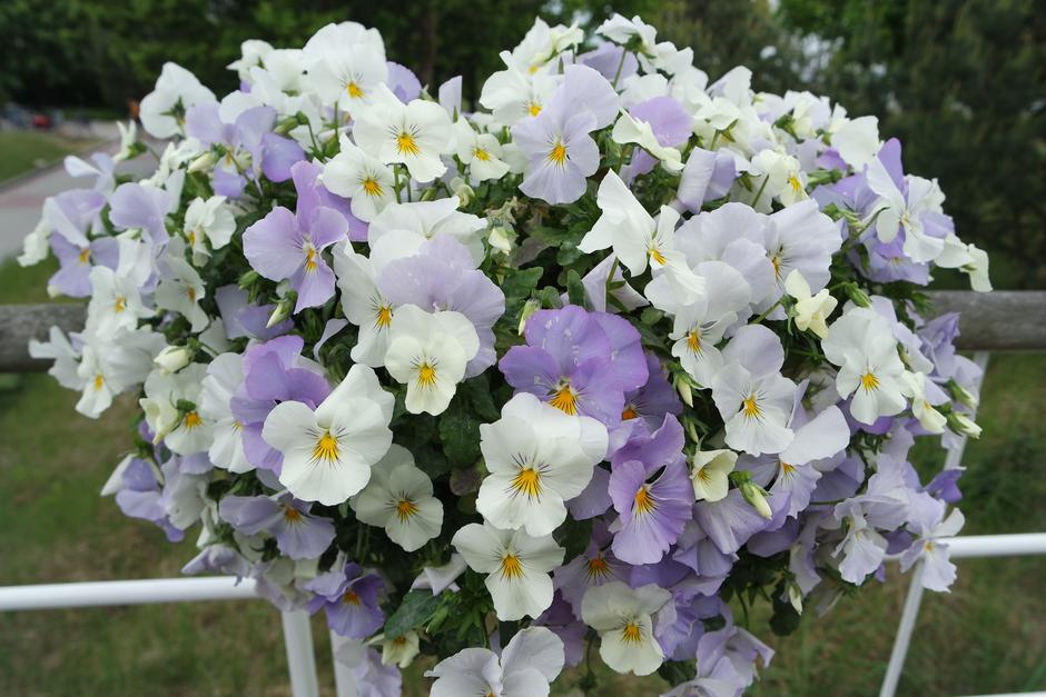 Mačehe | Avtor: Profimedia