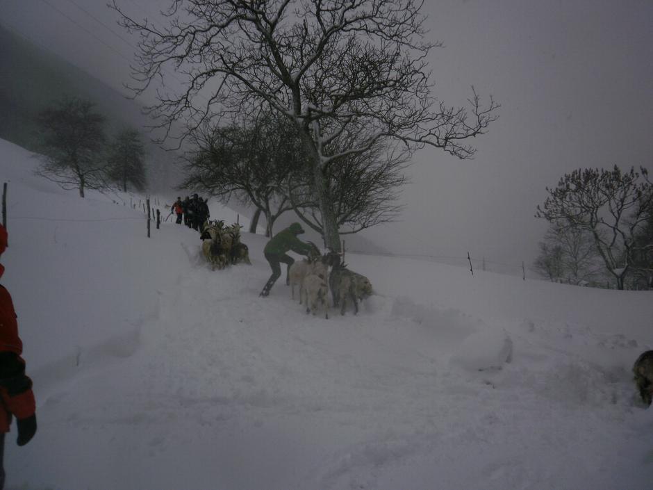 reševanje koz | Avtor: Ingrid Zidarič