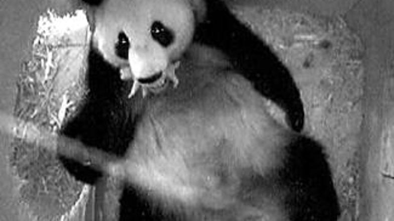 Dunajčani so v svet poslali tole fotografijo.