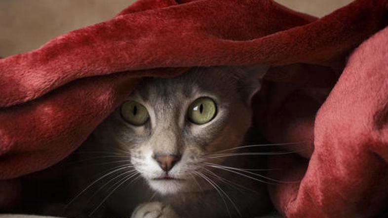 Fotografija je simbolična. (Foto: Shutterstock)