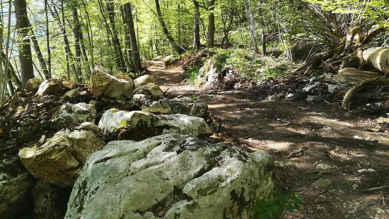 Spravilo lesa ob Bohinjskem jezeru