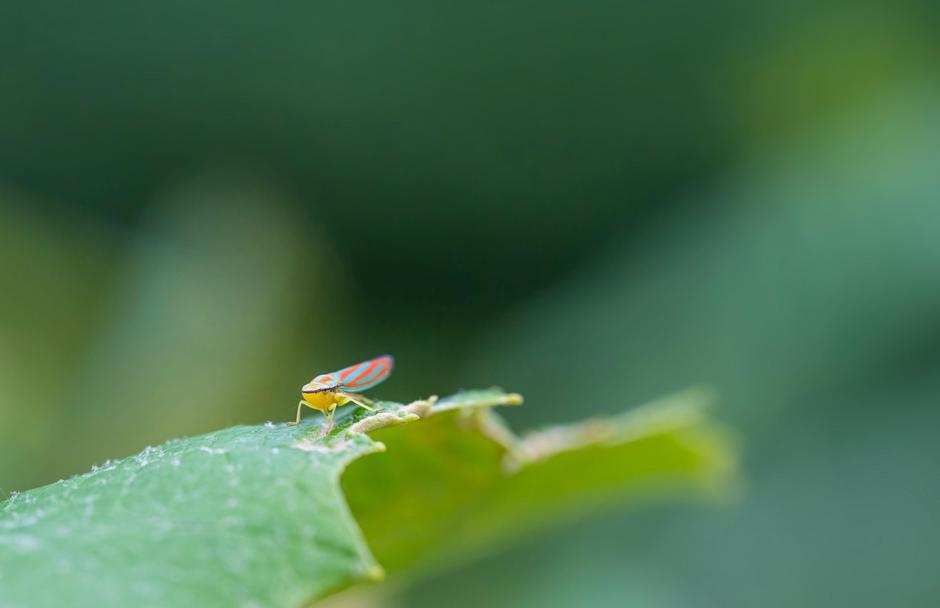 Ameriški škržat | Avtor: Profimedia