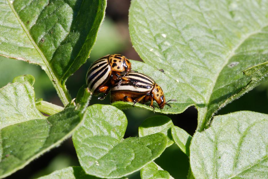Koloradski hrošč | Avtor: Profimedia