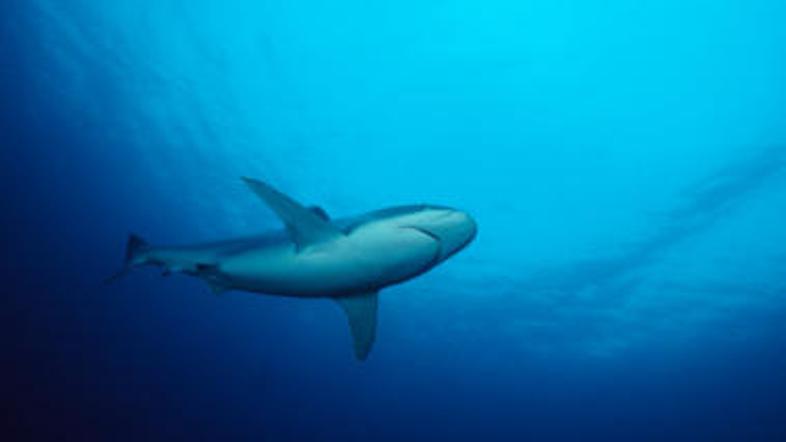 Glede lova na morske pse ne obstajajo nobene mednarodne omejitve, zato so vse bo