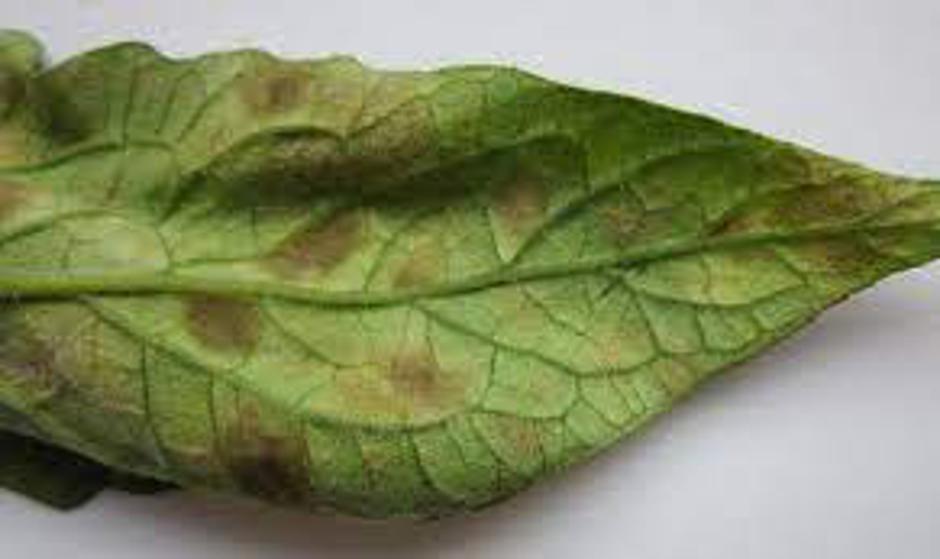 žametna pegavost | Avtor: arhiv kgzs