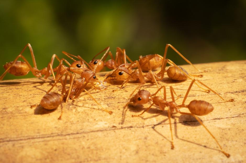 Rdeča ognjena mravlja | Avtor: Profimedia
