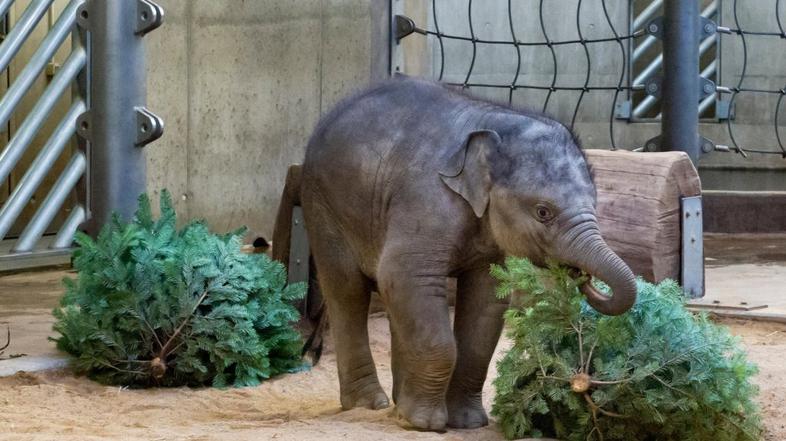 Božično drevo v ZOO