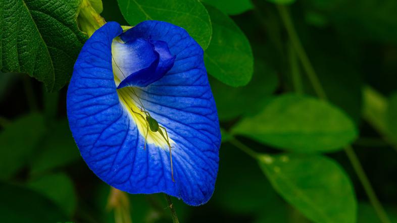 Modri metuljasti grah