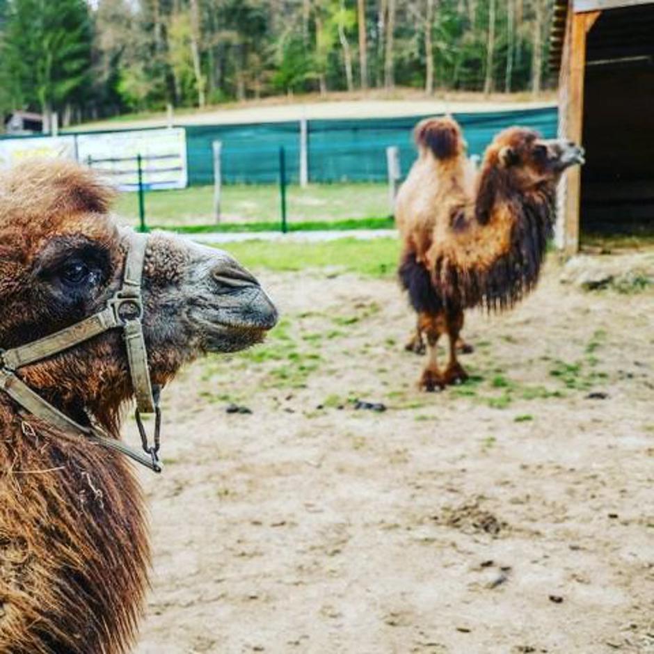 ranč Aladin | Avtor: ranč Aladin