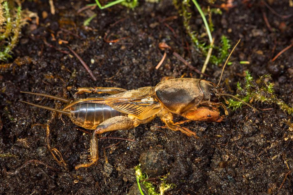 bramor | Avtor: Profimedia