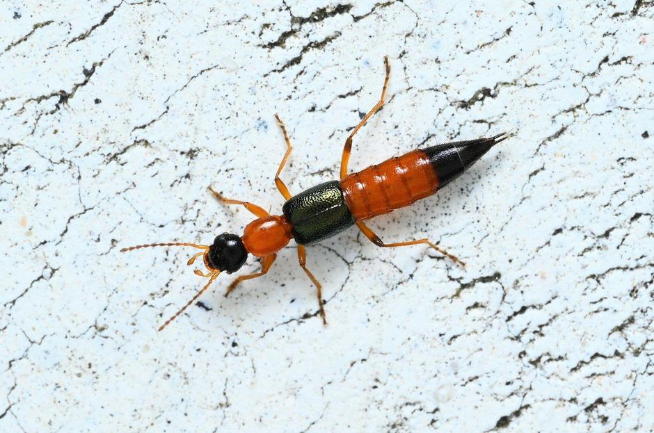 Hrošč iz družine Paederus | Avtor: Profimedia