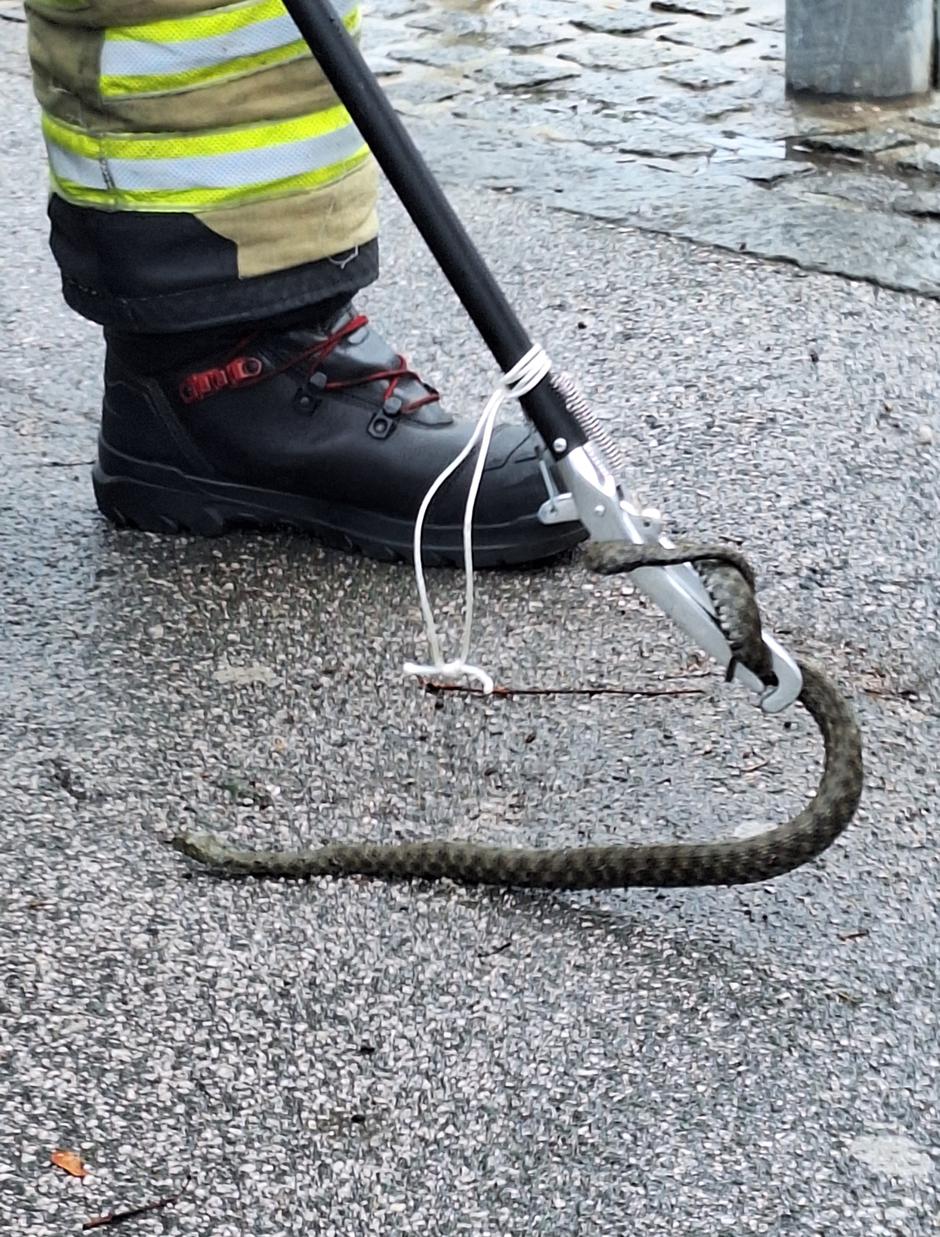 kača parkomat kranj | Avtor: Mestna občina Kranj 