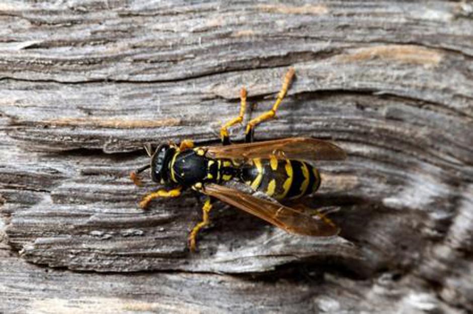 osa, pik ose | Avtor: arhiv Žurnal24